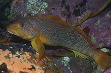 Kelp greenling Kelp greenling Wikipedia