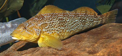 Kelp greenling Kelp Greenling Animal Guide Georgia Aquarium