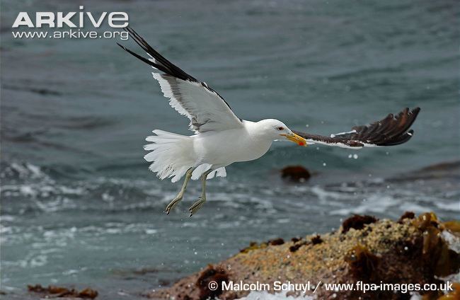 Kelp gull Kelp gull videos photos and facts Larus dominicanus ARKive