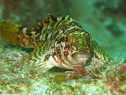 Kelpfish httpsuploadwikimediaorgwikipediacommonsthu