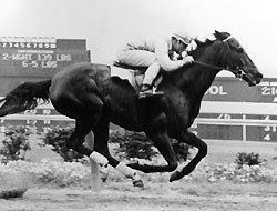 Kelso (horse) Kelso 1957 1983 One of the Greatest Race Horses Of the 20th Century