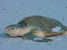 Kemp's ridley sea turtle httpsuploadwikimediaorgwikipediacommonsthu