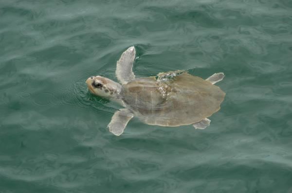 Kemp's ridley sea turtle Kemp39s Ridley Turtle Lepidochelys kempii NOAA Fisheries