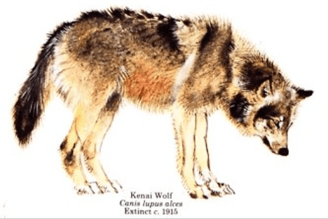 Kenai Peninsula wolf wwwallthingscanidorgKenai20Peninsula20Wolfpng