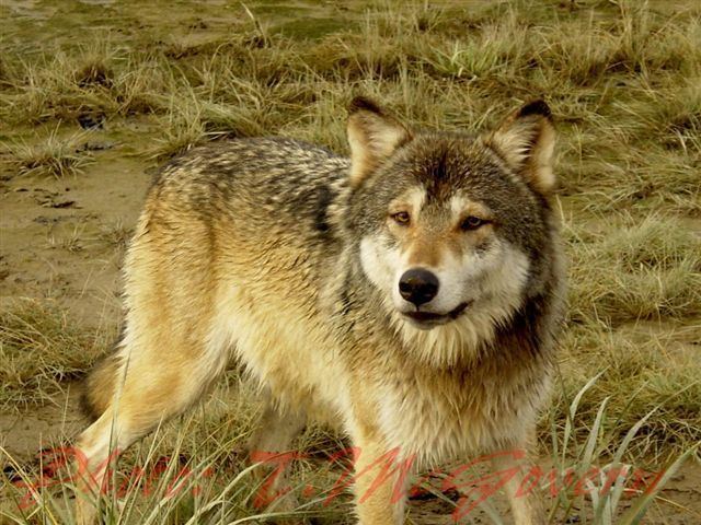 Kenai Peninsula wolf Abe39s Animals Kenai peninsula wolf