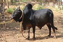 Kenkatha cattle httpsuploadwikimediaorgwikipediacommonsthu