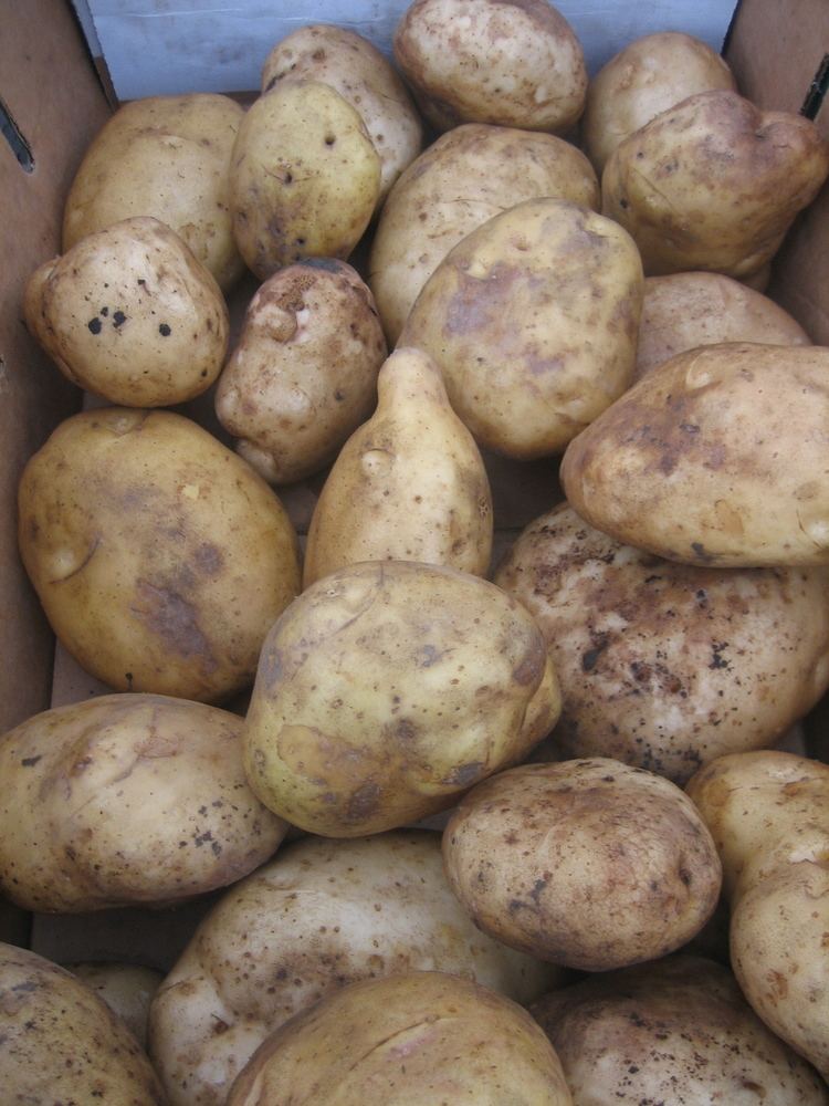 Kennebec (potato) Kennebec Potatoes by request Eat this now