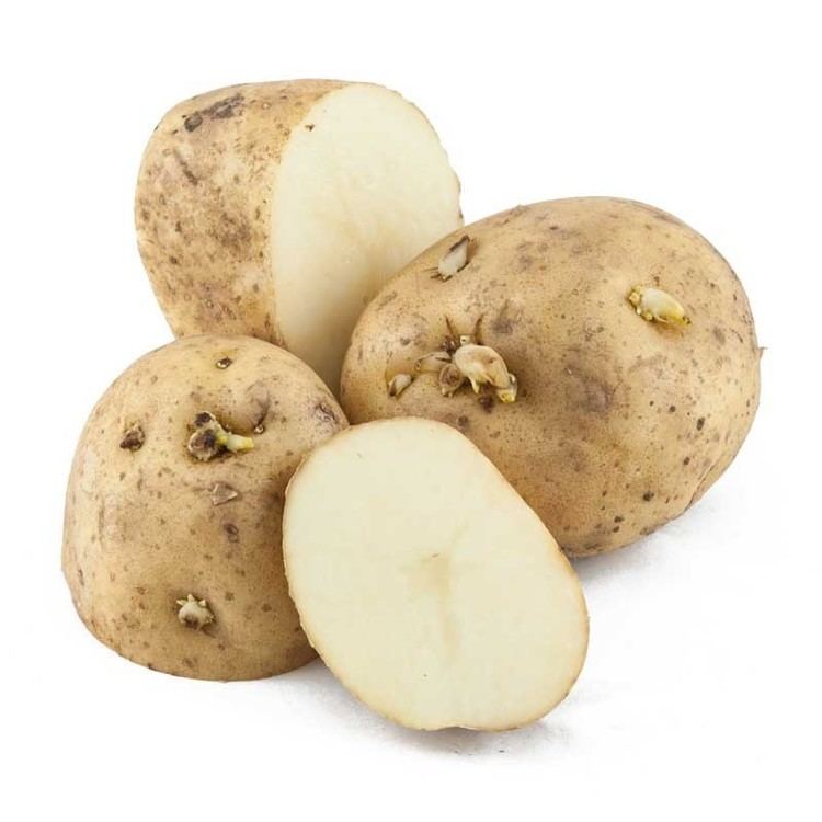 Kennebec (potato) Organic Seed Potatoes Kennebec White GrowOrganiccom