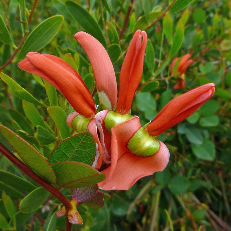 Kennedia Australian Seed Kennedia