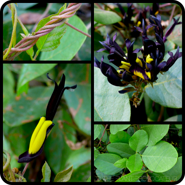 Kennedia nigricans Seductive Sneak Attack Blooms In Black Kennedia nigricans The