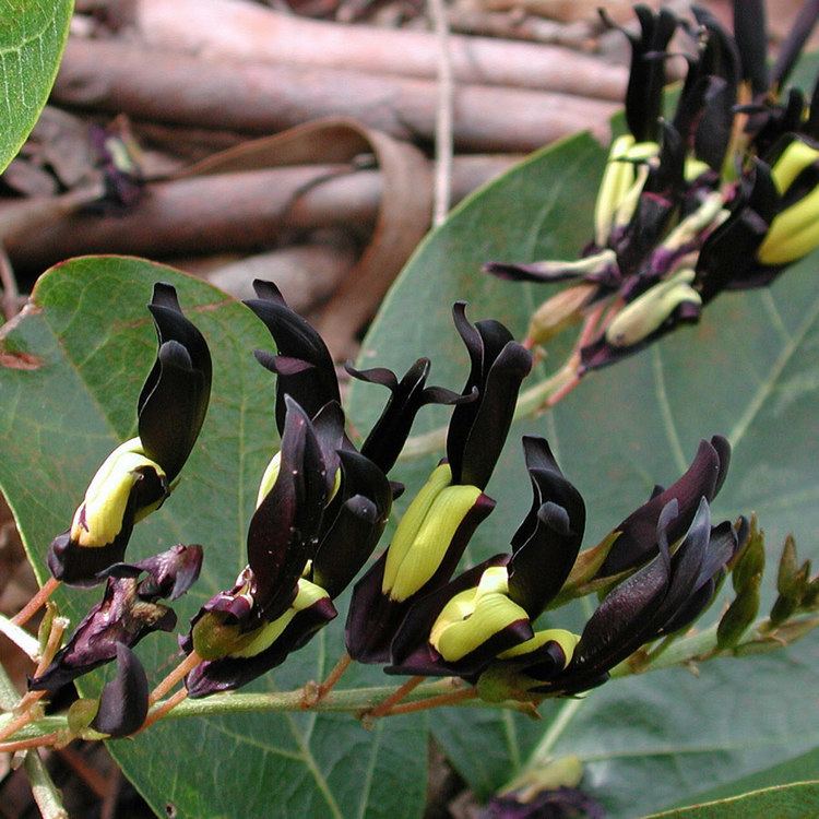 Kennedia nigricans Australian Seed KENNEDIA nigricans