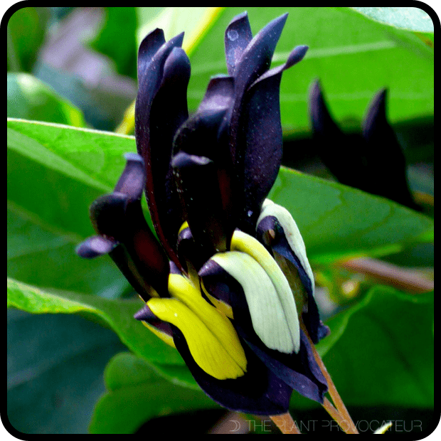 Kennedia nigricans Seductive Sneak Attack Blooms In Black Kennedia nigricans The