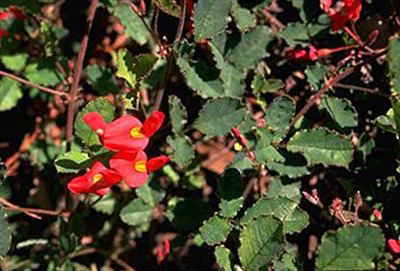 Kennedia prostrata Kennedia prostrata Australian Native Plants Plants 8007016517