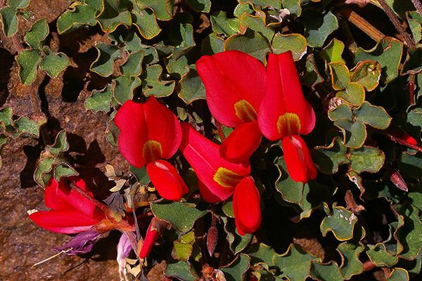 Kennedia prostrata prostrata