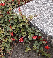 Kennedia prostrata Kennedia prostrata Wikipedia