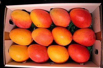 Kensington Pride NEW MANGO VARIETY IN AUSTRALIA WILL BECOME AVAILABLE ONE FULL MONTH