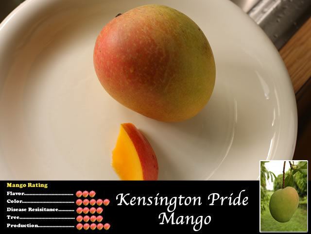 Kensington Pride wwwtropicalfruitnurserycommangoimageskensingt