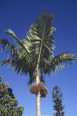 Kentiopsis oliviformis Kentiopsis oliviformis Palmpedia Palm Grower39s Guide