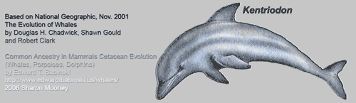Kentriodon Cetacean Evolution The Evolution of Whales Adapted from National