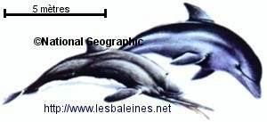 Kentriodon Arbre Gnalogique des Baleines Les Baleines
