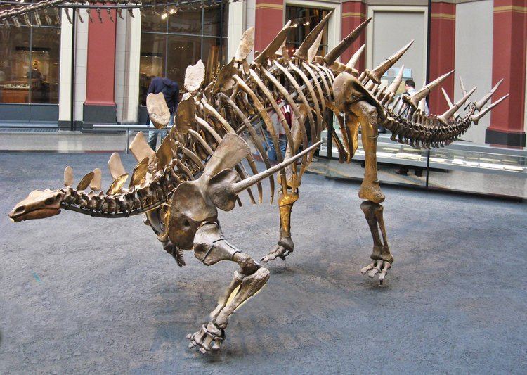 Kentrosaurus Kentrosaurus Wikipedia