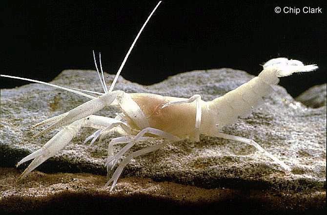 Kentucky cave shrimp Crayfish Taxon Browser Species Page