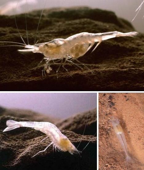 Kentucky cave shrimp Outtasight The 10 Most Amazing Eyeless Animals WebEcoist