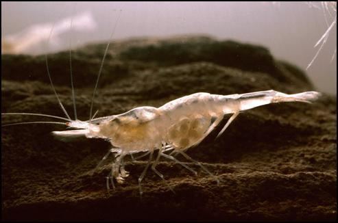 Kentucky cave shrimp Kentucky Cave Shrimp Lessons TES Teach
