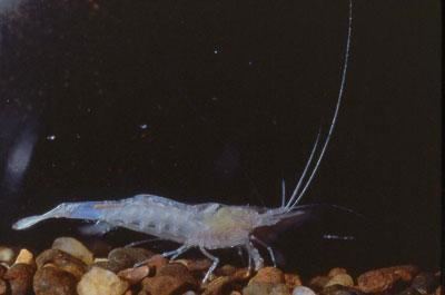 Kentucky cave shrimp Kentucky Cave Shrimp Office for Environmental Programs Outreach