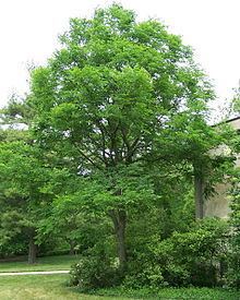 Kentucky coffeetree httpsuploadwikimediaorgwikipediacommonsthu