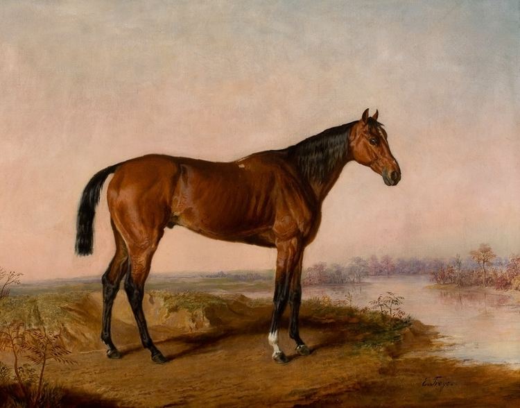 Kentucky (horse)