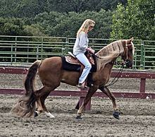 Kentucky Mountain Saddle Horse httpsuploadwikimediaorgwikipediacommonsthu
