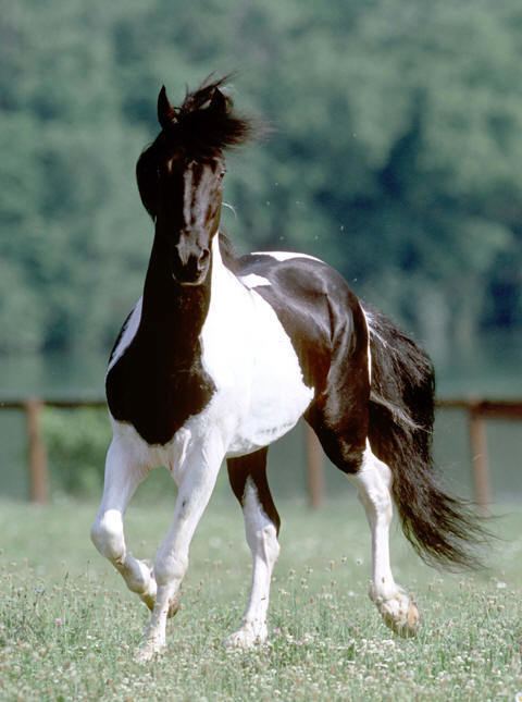Kentucky Mountain Saddle Horse KMSHA Official Website