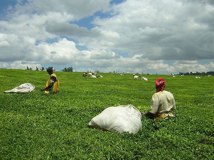 Kenyan tea workers strike of 2007