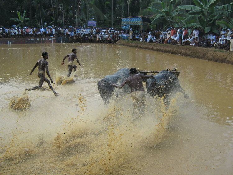 Kerala cattle race