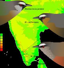 Kerala laughingthrush httpsuploadwikimediaorgwikipediacommonsthu
