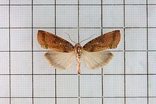 Kerala (moth) httpsuploadwikimediaorgwikipediacommonsthu