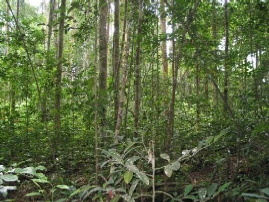 Kerangas forest Ulu Sapa Payau pics