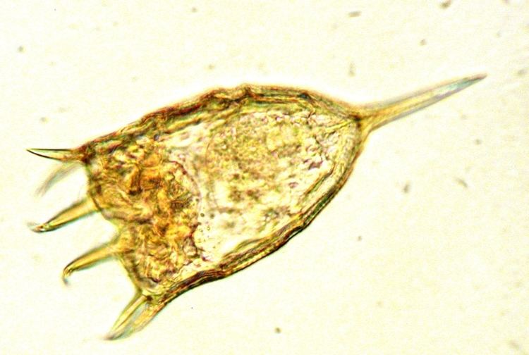 Keratella cochlearis Zooplankton of the Great Lakes