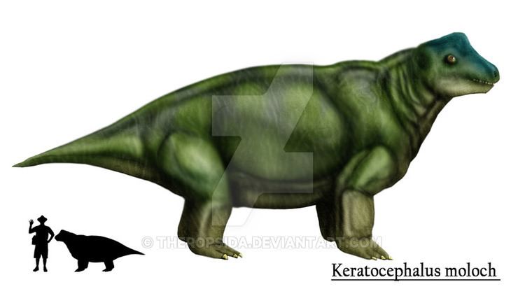 Keratocephalus keratocephalus DeviantArt