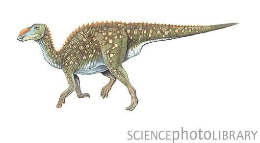 Kerberosaurus imagesdinosaurpicturesorgKerberosaurusmanakini
