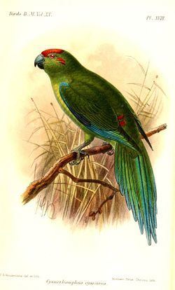 Kermadec red-crowned parakeet httpsuploadwikimediaorgwikipediacommonsthu