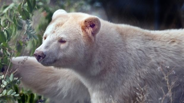 Kermode bear Kermode bear to make public debut at BC Wildlife Park in Kamloops