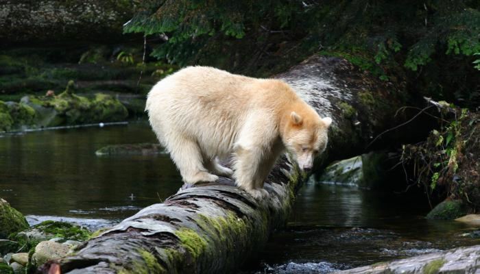 Kermode bear wwwspiritbearcommedia2imagescrop700400bear