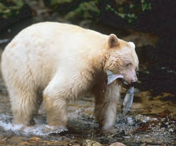 Kermode bear Animal Facts Kermode bear Canadian Geographic