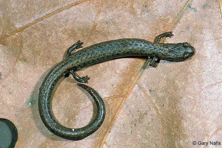 Kern Canyon slender salamander wwwcaliforniaherpscomsalamandersimagesbsimatu