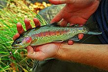 Kern River rainbow trout httpsuploadwikimediaorgwikipediacommonsthu
