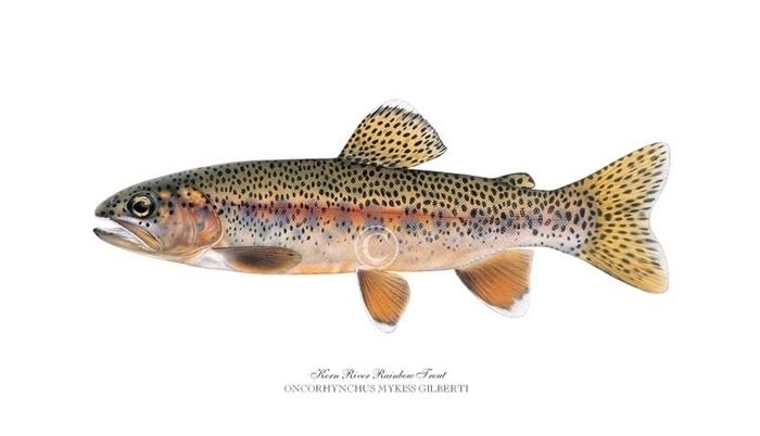 Kern River rainbow trout Kern River Rainbow Trout Local Trout Limited Edition Prints