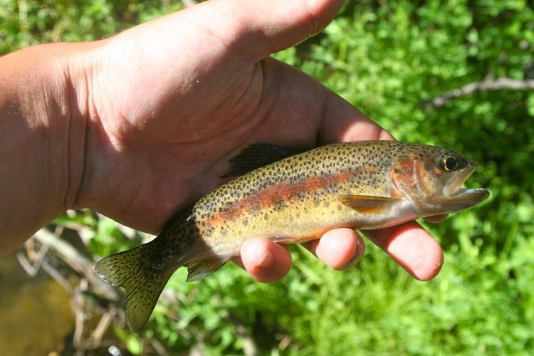 Kern River rainbow trout The Ecological Angler Kern River Rainbow Trout