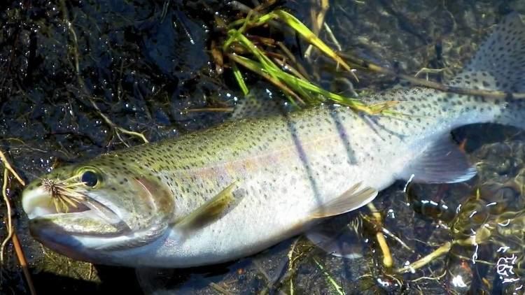 Kern River rainbow trout The California Heritage Trout Challenge Kern River Rainbow Trout